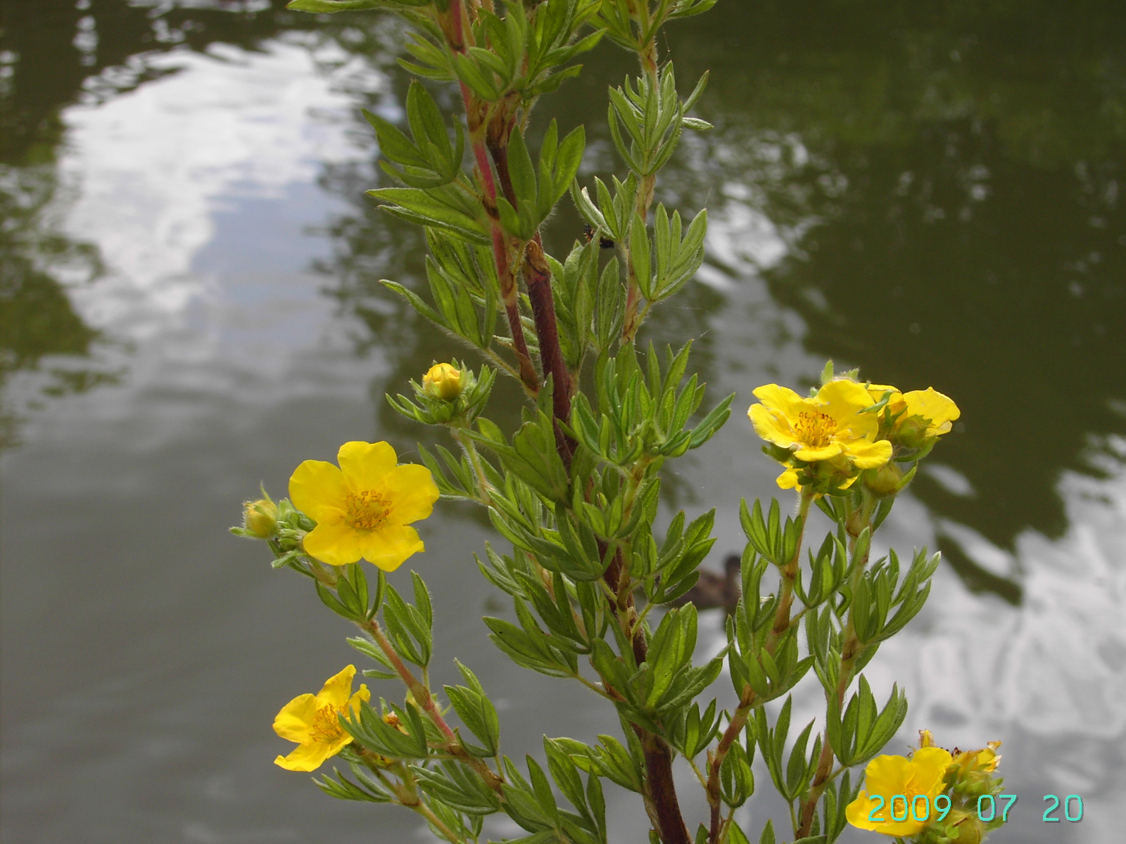 Dasiphora Fruticosa [ ]